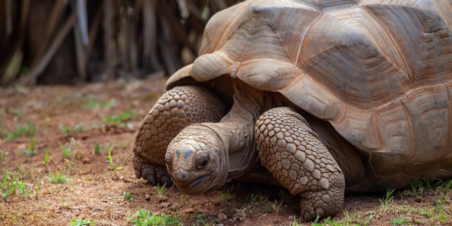La tartaruga gigante delle Seychelles