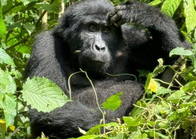 Gorilla di montagna in Uganda