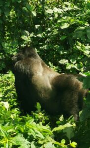 Il gorilla in Uganda